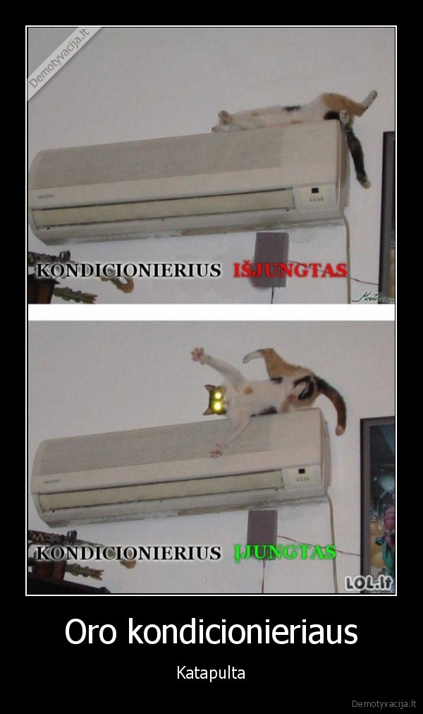 juokingas, katinas,kondiske