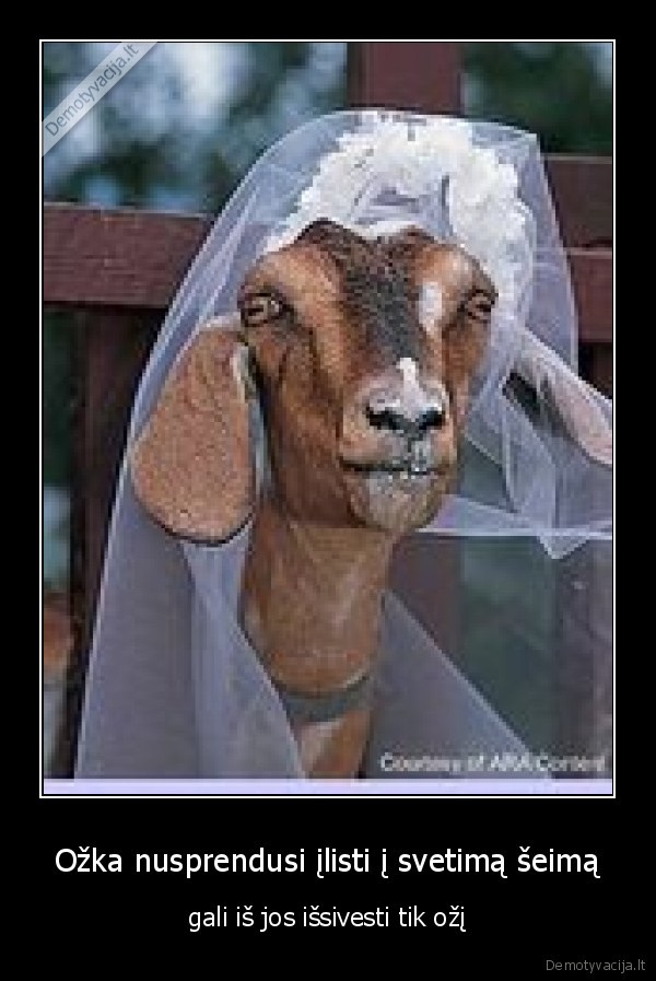 Ožka nusprendusi įlisti į svetimą šeimą