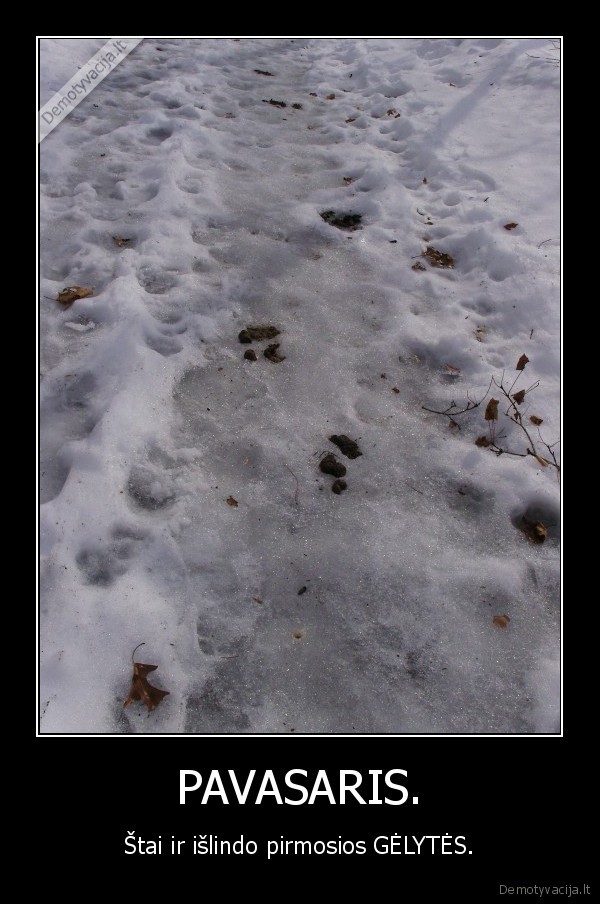 kaip, as, dievinu, tuos, pavasarinis, braidymus, po, sudukus