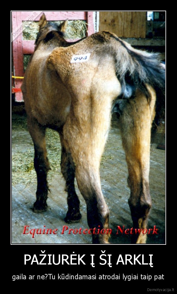 ir, taip, milijonai, arkliu, mirsta, skerdyklose, 