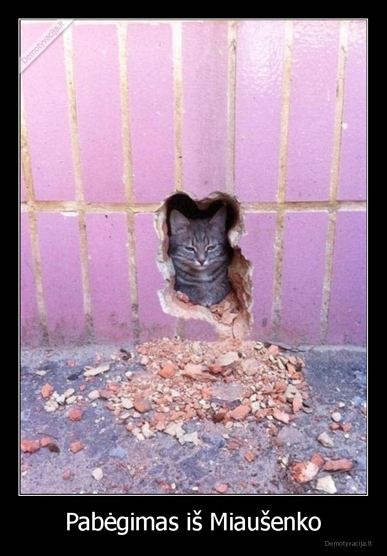 miausenkas,katinas,katinelis