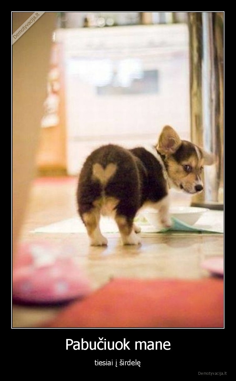 suniukas,sirdele,uzpakalis,pabuciuok