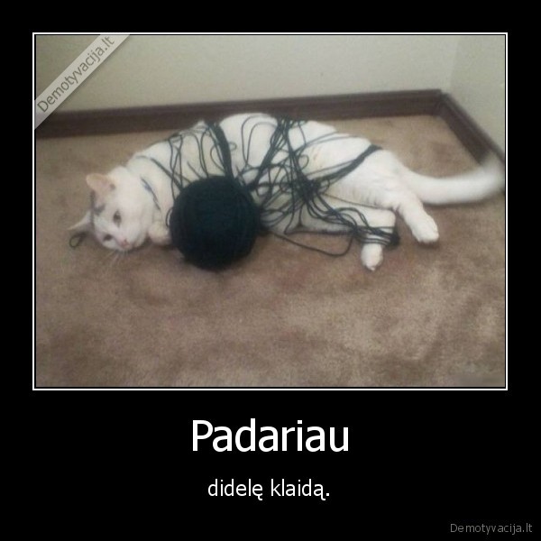 katinas,kate,siulai,klaida