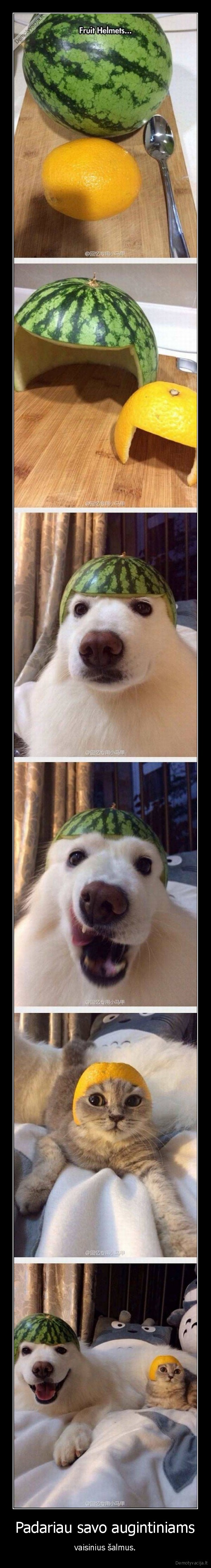 kate,suo,katinas,vaisiai,salmai