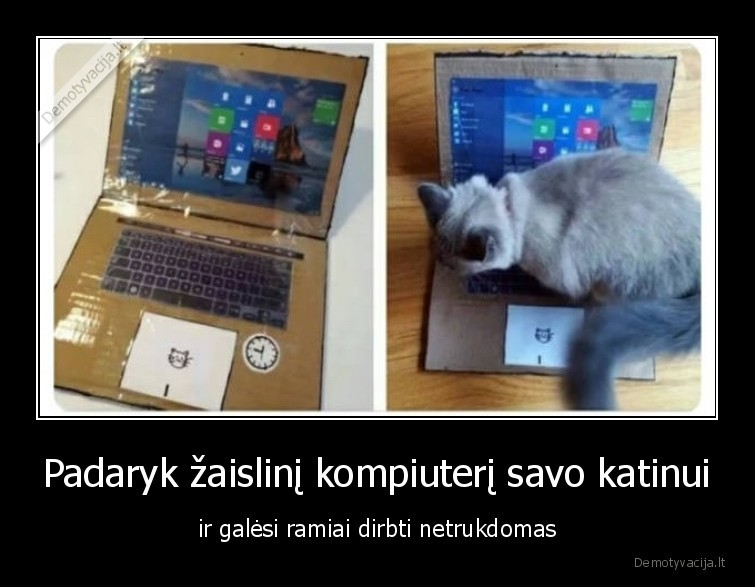 kompiuteris,katinai,kates