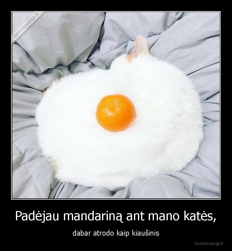 katinas,kiausinis,mandarinas