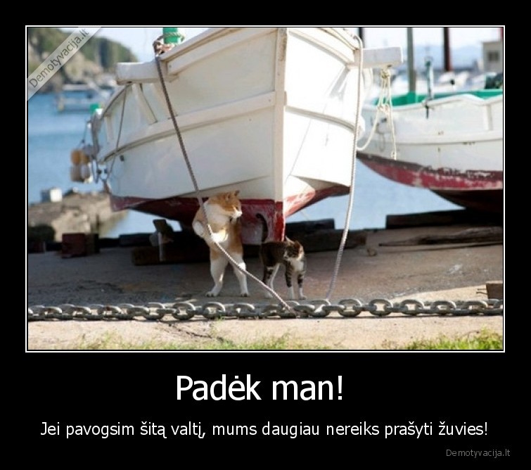 zuvis,katinas,laivas,katinai