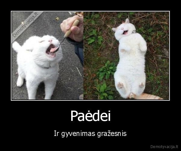 laimingas, katinas,katinas, valgo