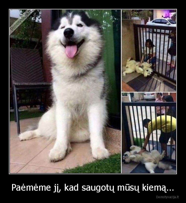 suo,draugas,saugo,kiema