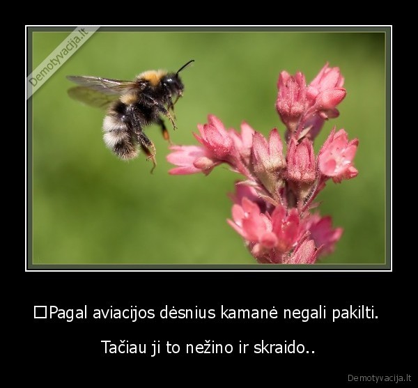 ■Pagal aviacijos dėsnius kamanė negali pakilti. 