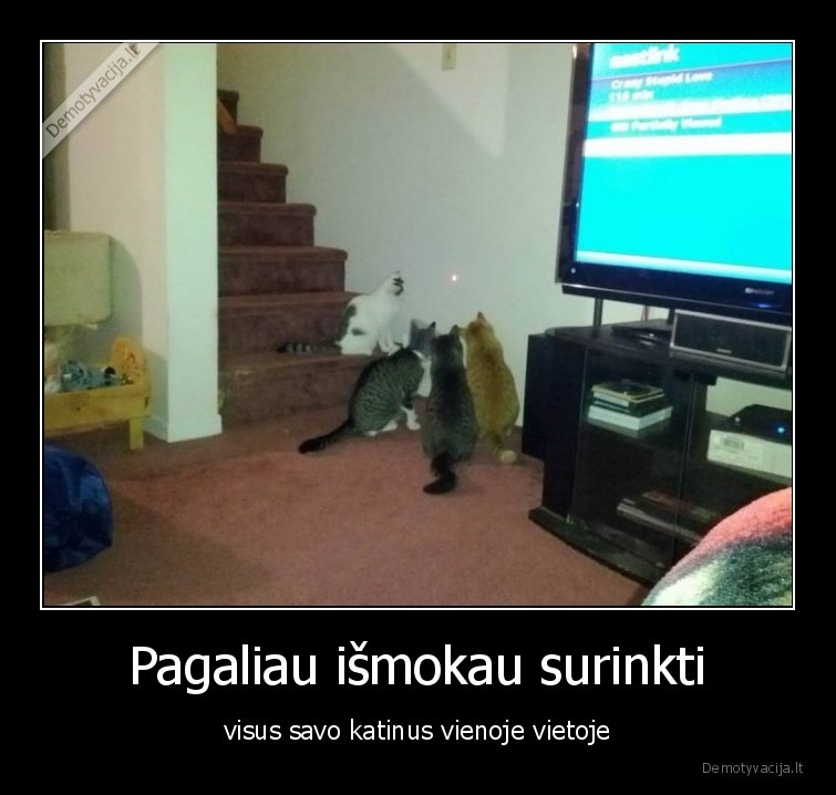 katinai,kates,lazeris,vietoje,kartu