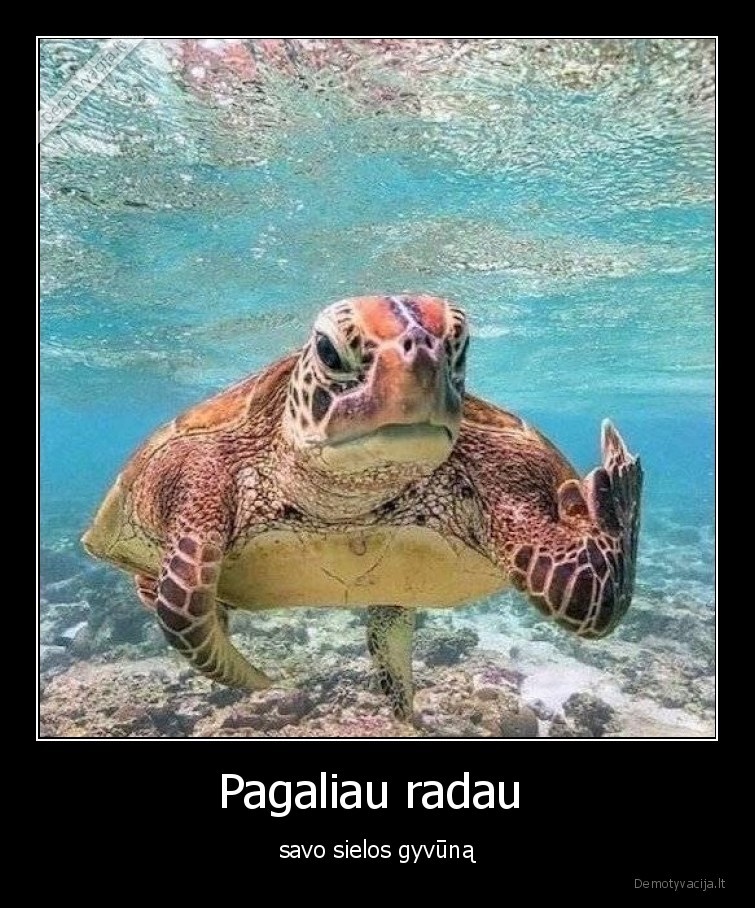 vezlys,fakas,finger,siela