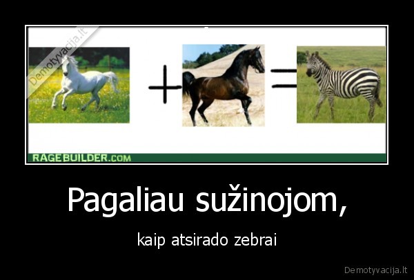 zebras,zirgas