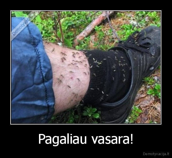 pagaliau,vasara,gamta,uodai,koja,batas