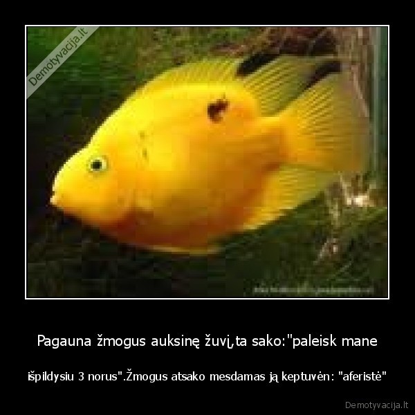 Pagauna žmogus auksinę žuvį,ta sako:"paleisk mane