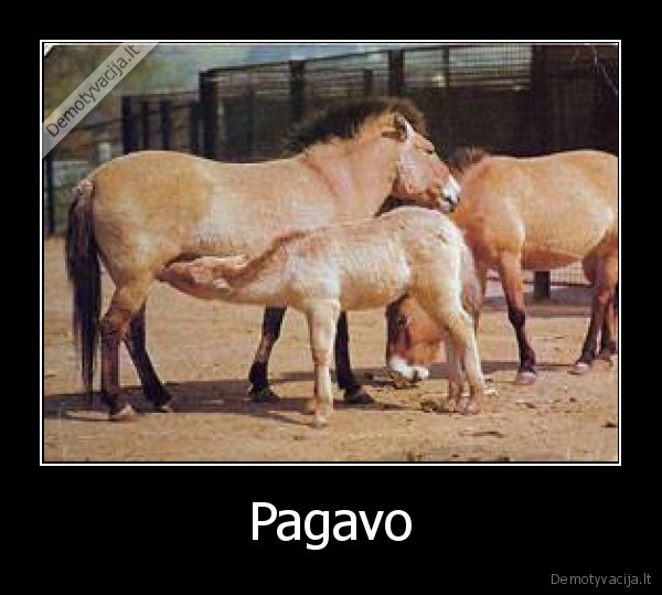 kubiliaus, bybys, uzmus, pasaulyy