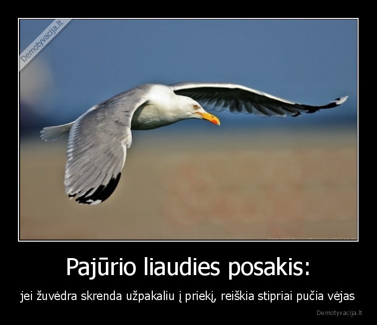 zyvedra,pucia, vejas,palanga,sventoji,nida,vejas,stiprus