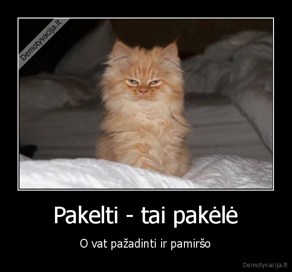 pazadintas, katinas,uzsimiegojes, katinas