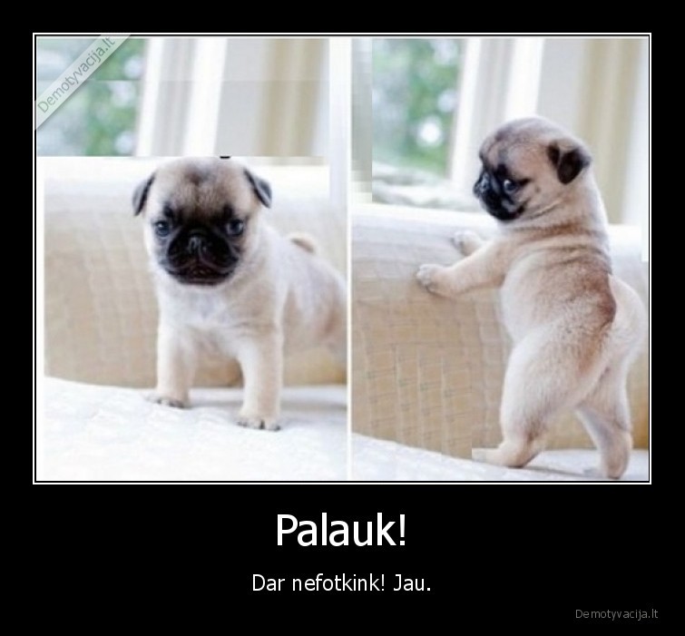 pozavimas,suniukas,merginos, pozuoja