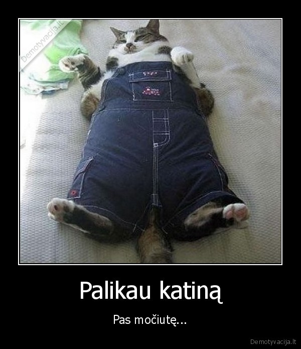 katinas,gyvunai,mociute,maitino