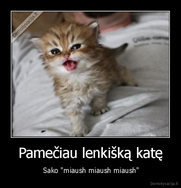 Pamečiau lenkišką katę