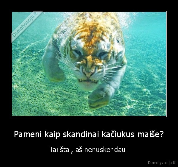 tigras,kates, maise,skandinami, kaciukai