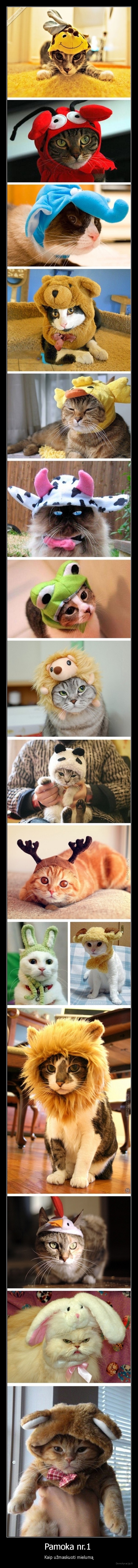 katinai,mieli,miela,uzmaskuoti,kostiumai