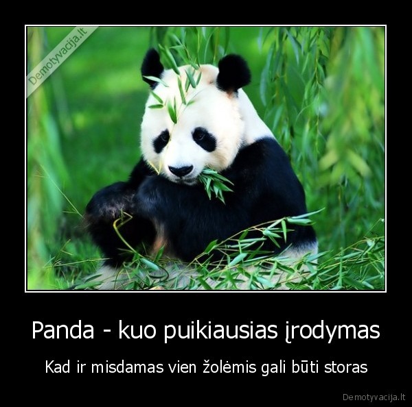 stora, panda,storos, pandos,antsvoris,vegetarai
