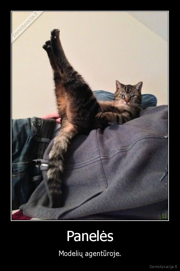 modeliai,kojos,katinas