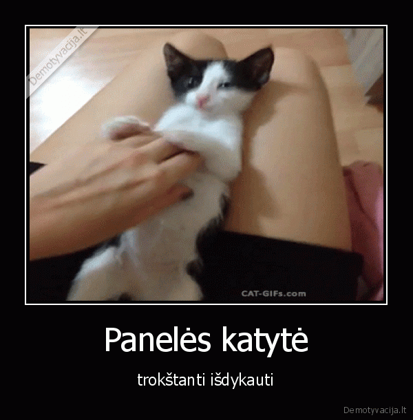Panelės katytė