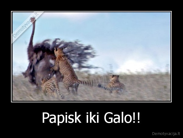 Papisk iki Galo!!
