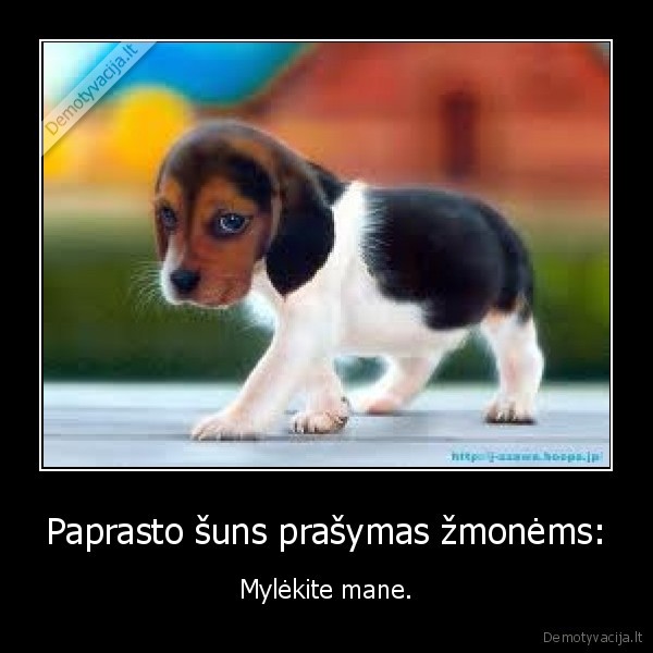 sunys, geriausi, zmogaus, draugai