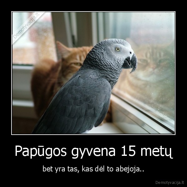 Papūgos gyvena 15 metų