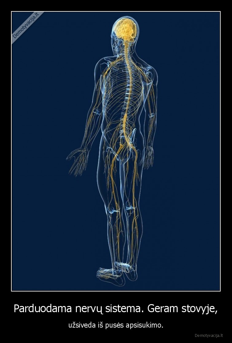 nervu, sistema,geram, stovyje,parduodama