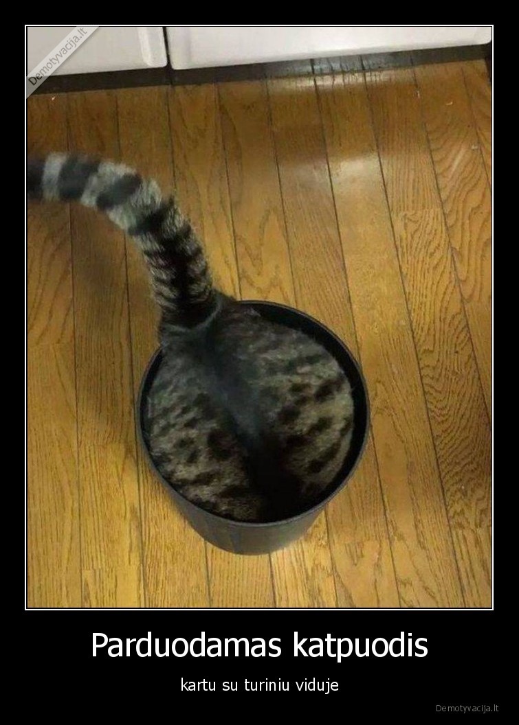 katpuodis,puodas,kate,katinas