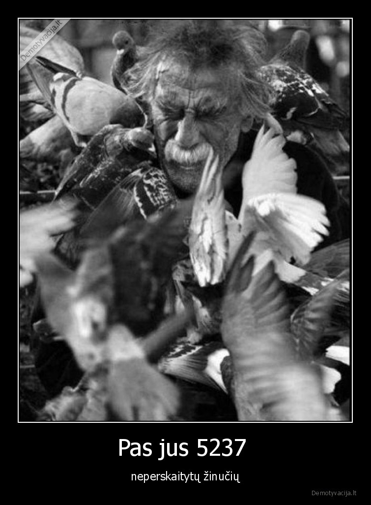 zinutes,balandziai,pauksciai,daug