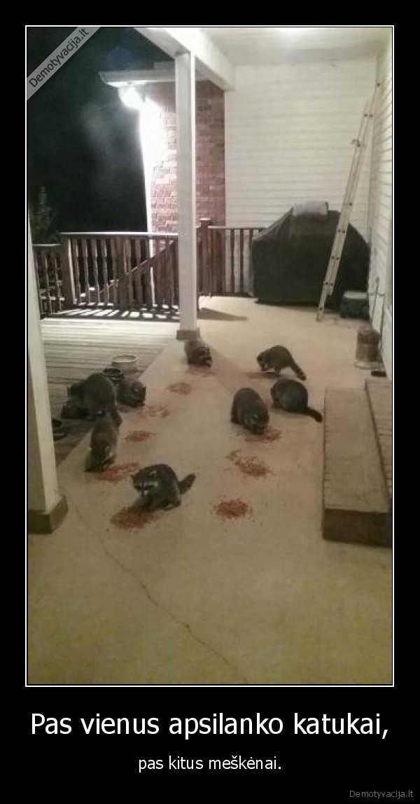 kate,katians,meskenas,gyvunas