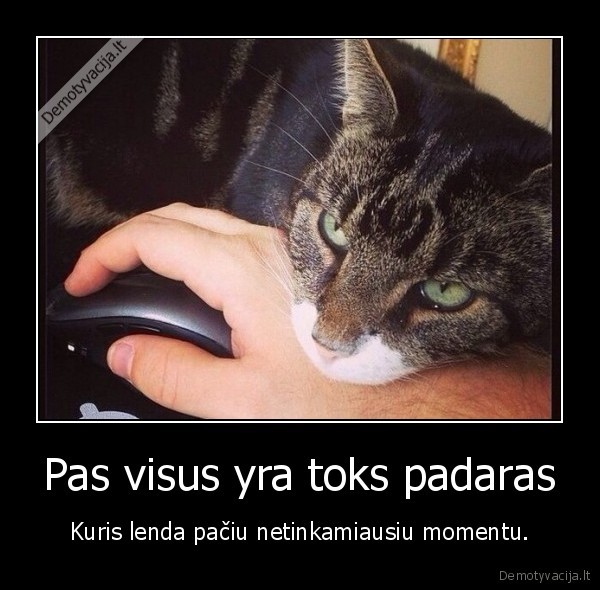 katinas,lenda,netinkamas, momentas