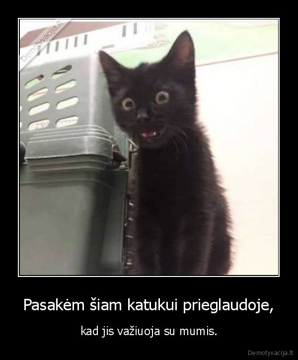 prieglauda,kaciukas,katinas,kate