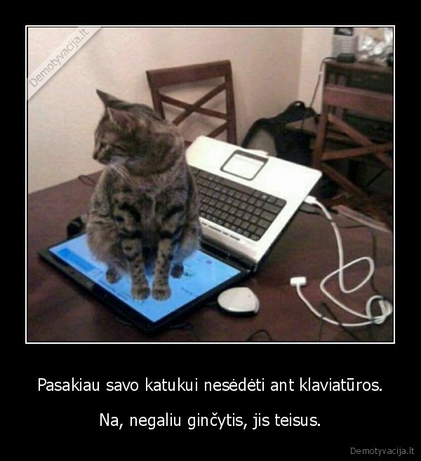 mielas, katinas,juokingas, katinas,laptopas