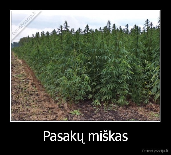 Pasakų miškas