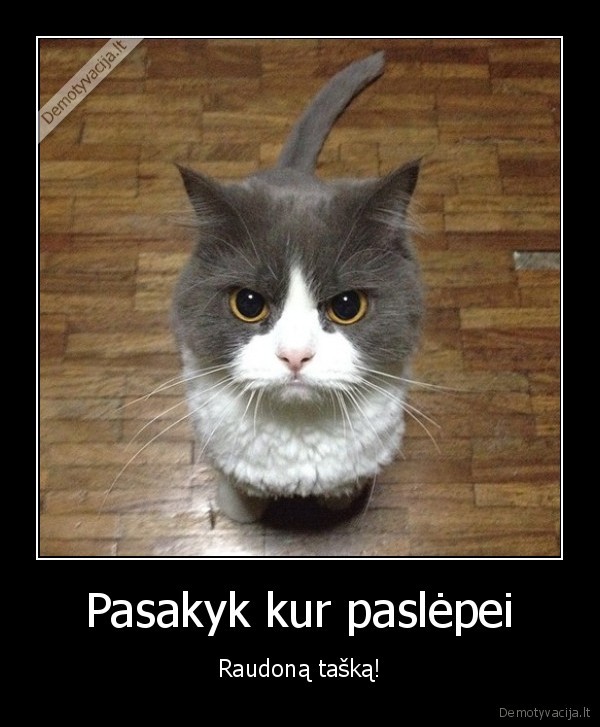 piktas, katinas,katino, zvilgsnis,lazerio, taskas