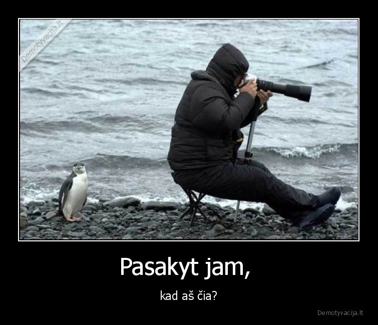pingvinas,fotografas,fotosesija,pasakyt