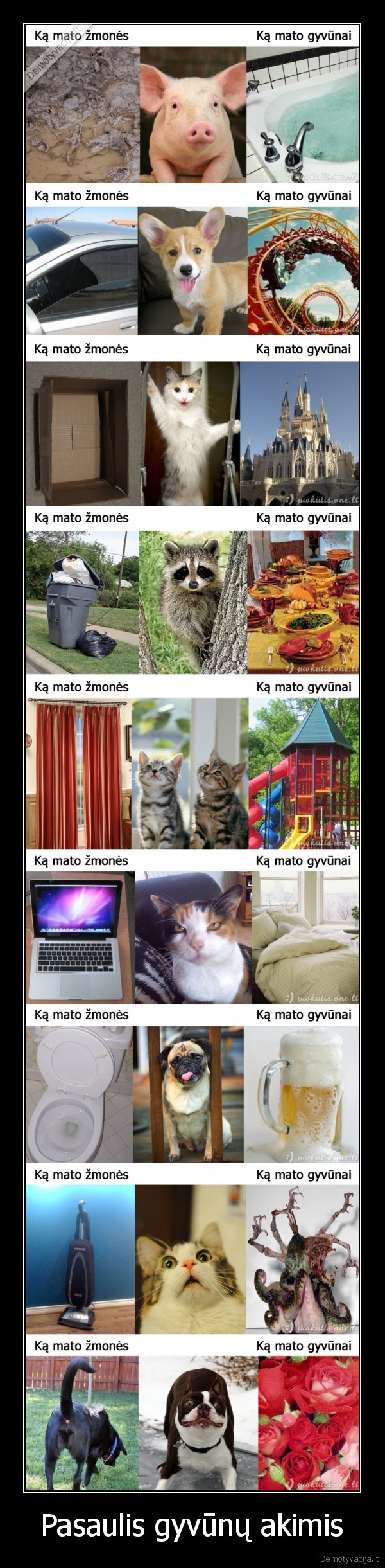 Pasaulis gyvūnų akimis