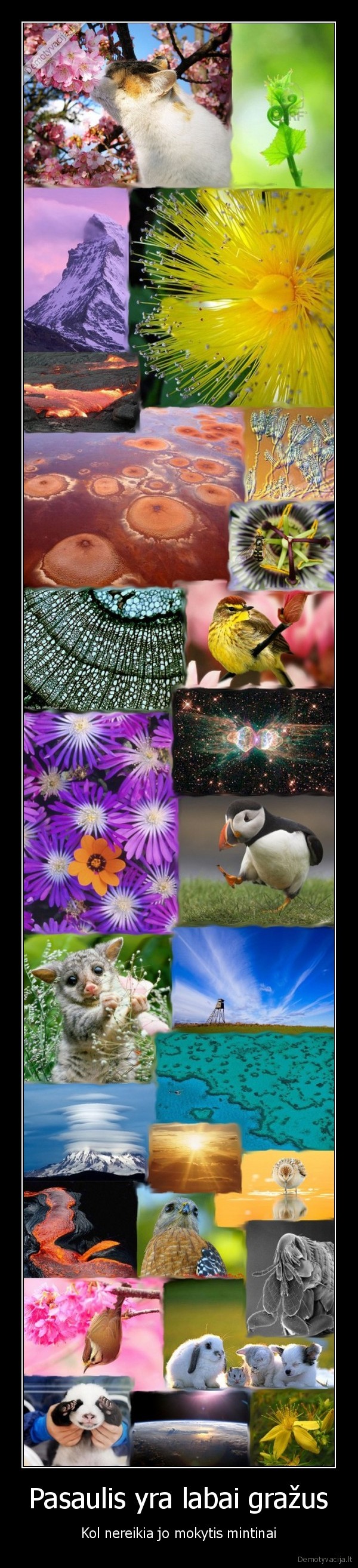 gamta, mokslai, grozis