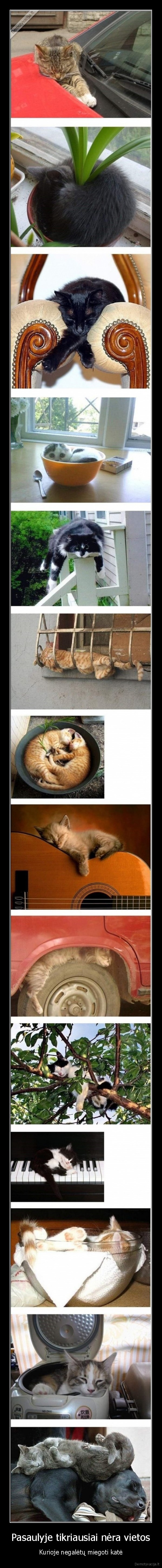 juokingi, katinai,mieli, kaciukai,katinai, miega