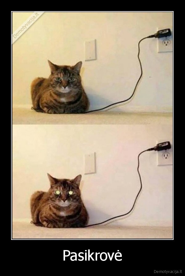 kate,telefonas,pasikrove