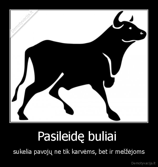 Pasileidę buliai 