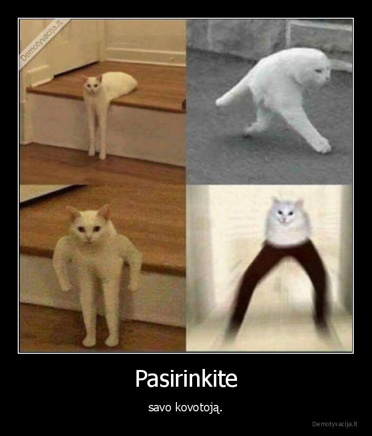 kate,katinas,kovotojas,wtf