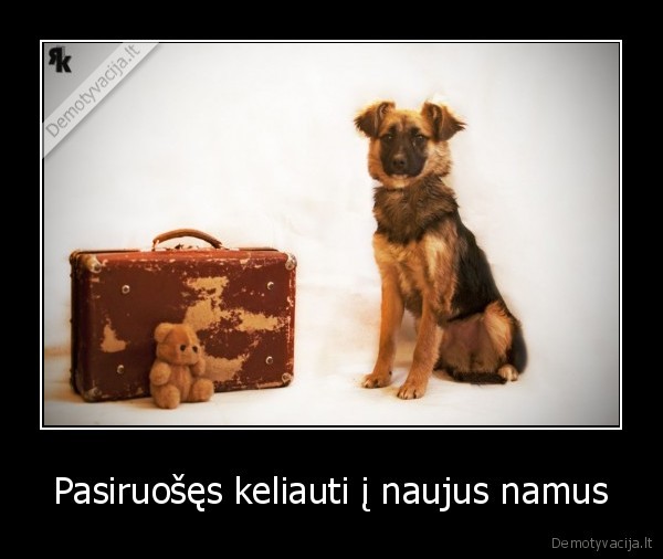 lauros, prieglaudele,suo,suniukas,gyvunas,gyvunai,benamis,beglobis